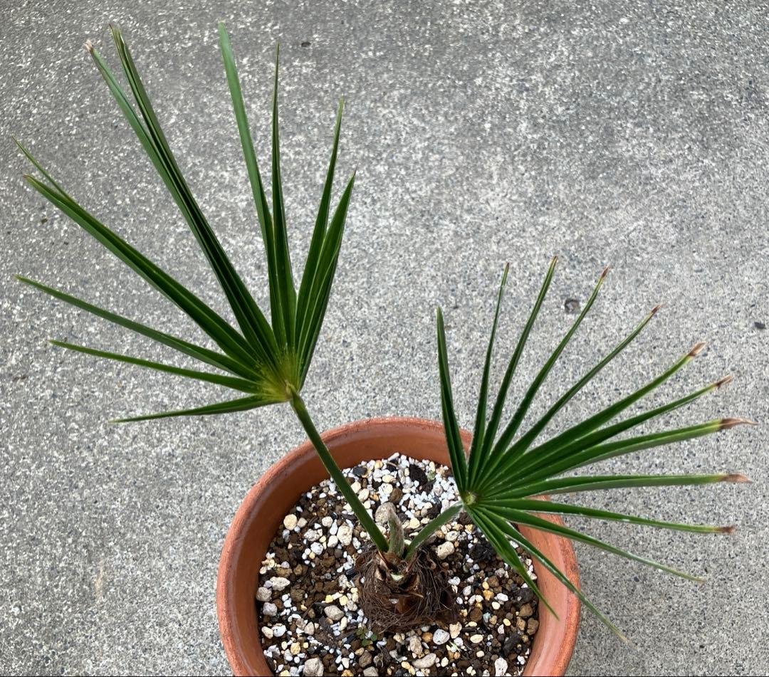 Trachycarpus fortunei seedling, shipped bare-root