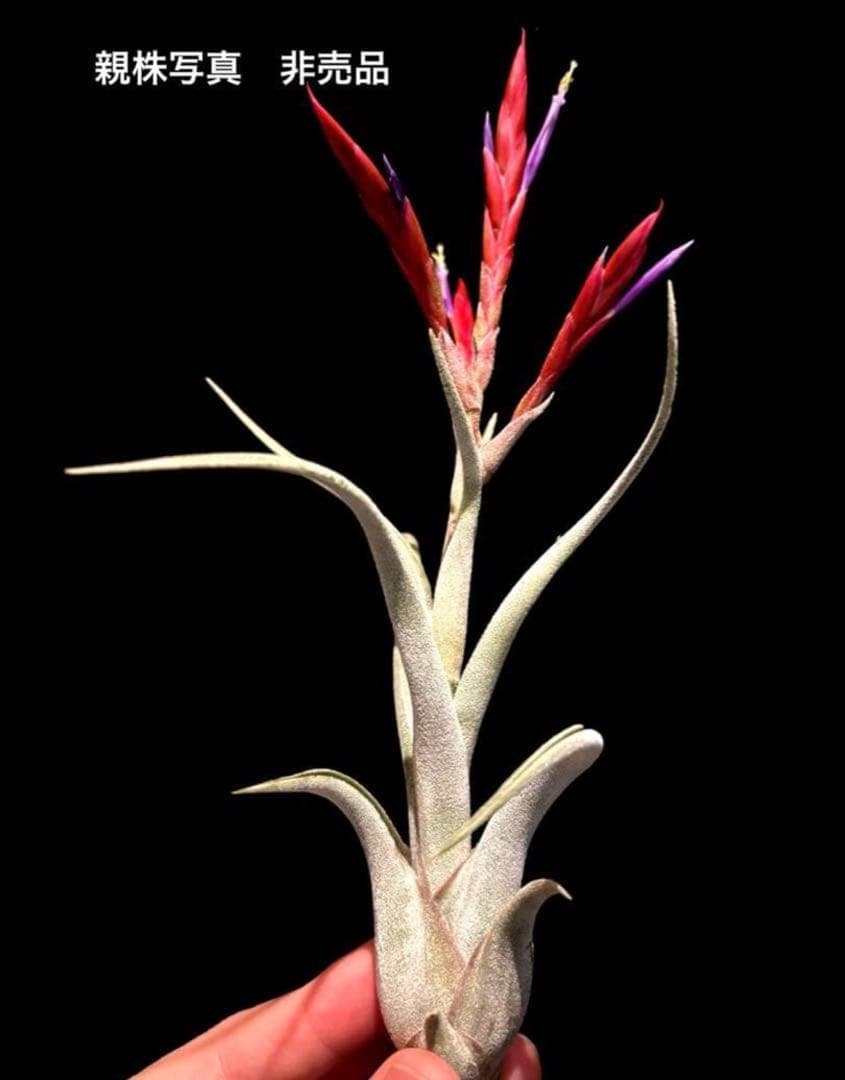 selling plants